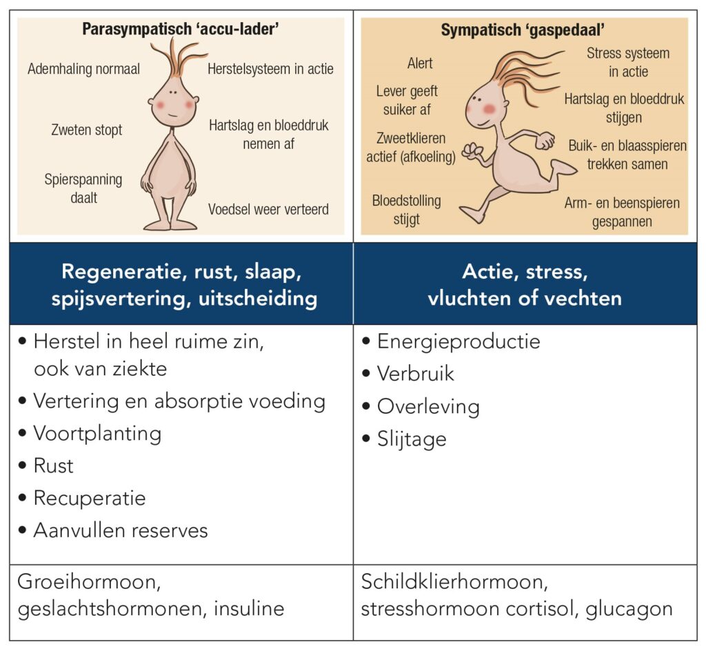 Parasympatisch versus orthosympatisch